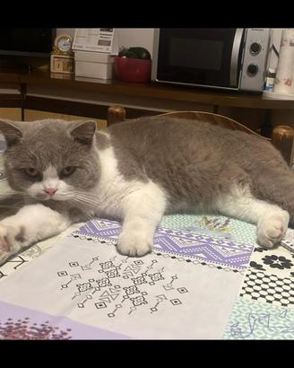 Tommy gatto maschio di razza Scottisch