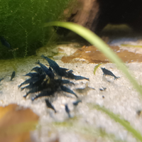 Bellissime CARIDINE BLUE DREAMS