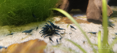 Bellissime CARIDINE BLUE DREAMS