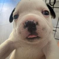 Bulldog francese