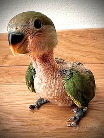 Pappagalli Inseparabili