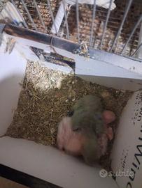 Pappagalli inseparabili allevati a mano