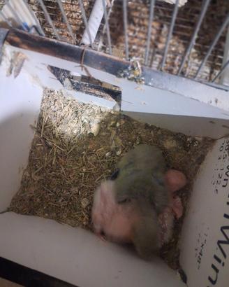 Pappagalli inseparabili allevati a mano