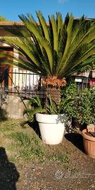 Pianta ornamentale Chicas