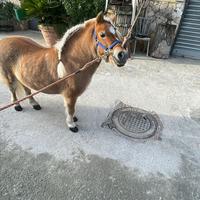 Pony per monte