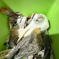 Pappagalli Calopsite