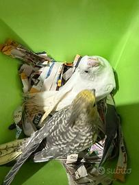 Pappagalli Calopsite