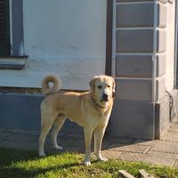 Cuccioli_cani da guardiania