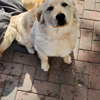 Cucciola Golden retriever