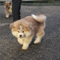 Disponibili Long coat Akita Inu