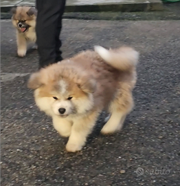 Disponibili Long coat Akita Inu