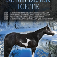 Stallone Paint Horse stagione di monta 2026