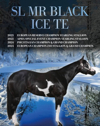 Stallone Paint Horse stagione di monta 2026