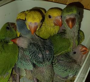 Parrocchetti dal collare