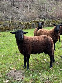 Montone Yura 10 mesi