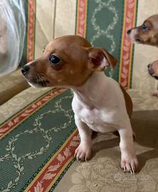 Cucciola Jack Russel