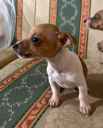 Cucciola Jack Russel