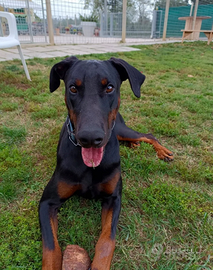 Doberman