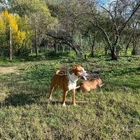 Amstaff e simil Amstaff