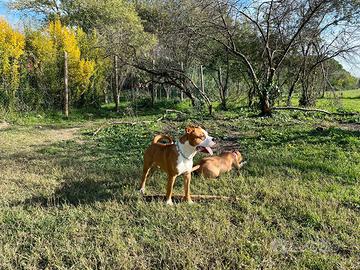 Amstaff e simil Amstaff