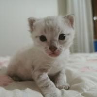 Bengala cuccioli snow lynx