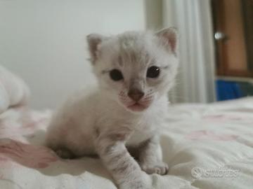 Bengala cuccioli snow lynx