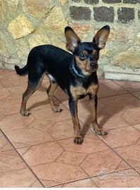Pinscher Originali