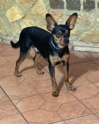 Pinscher Originali