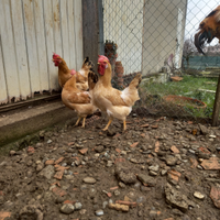 Galline bionde piemontesi