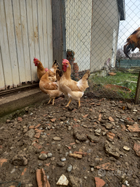 Galline bionde piemontesi