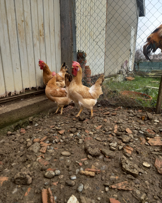 Galline bionde piemontesi