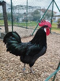 Galline Valdarno