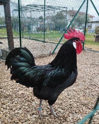 Galline Valdarno