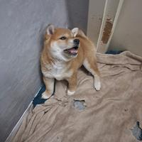Shiba inu maschio