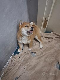 Shiba inu maschio