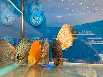 Discus allevamento italia