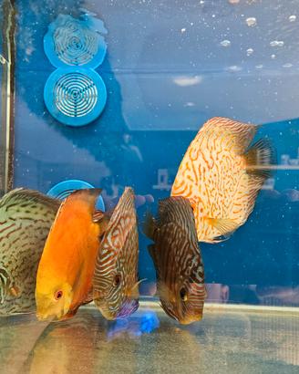Discus allevamento italia