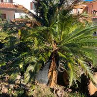 Pianta Cycas in vaso