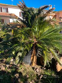 Pianta Cycas in vaso