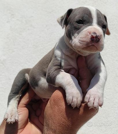 American pitbull terrier
 in vendita a Torino