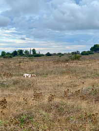 Cane puenter maschio 6 anni