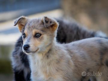 Cucciola border collie mix