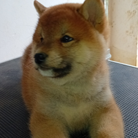 Disponibili Cuccioli di Shiba Inu