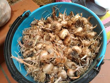 Bulbi di zafferano (Crocus sativus)