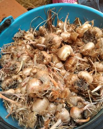 Bulbi di zafferano (Crocus sativus)