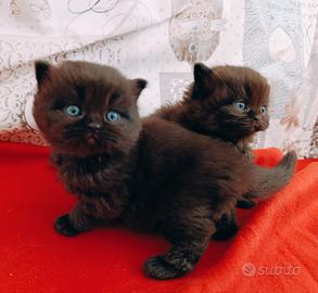 British chocolate con pedigree