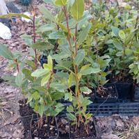 💢ALLORO PROFUMATO AROMATICO 