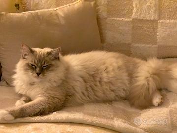 Ragdoll maschio accoppiamento