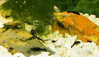 Pesci acquario Ancistrus, Endler e Neocaridine