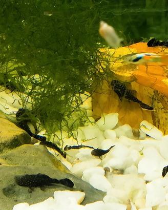 Pesci acquario Ancistrus, Endler e Neocaridine